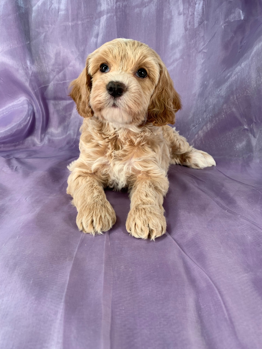 Male Cockapoo, DOB 12-20-2019, $975 Iowa Breeder, Ready Soon!